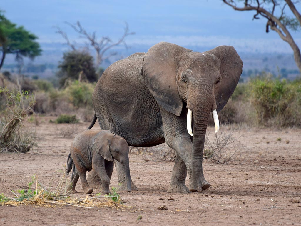 Amboseli Elephants